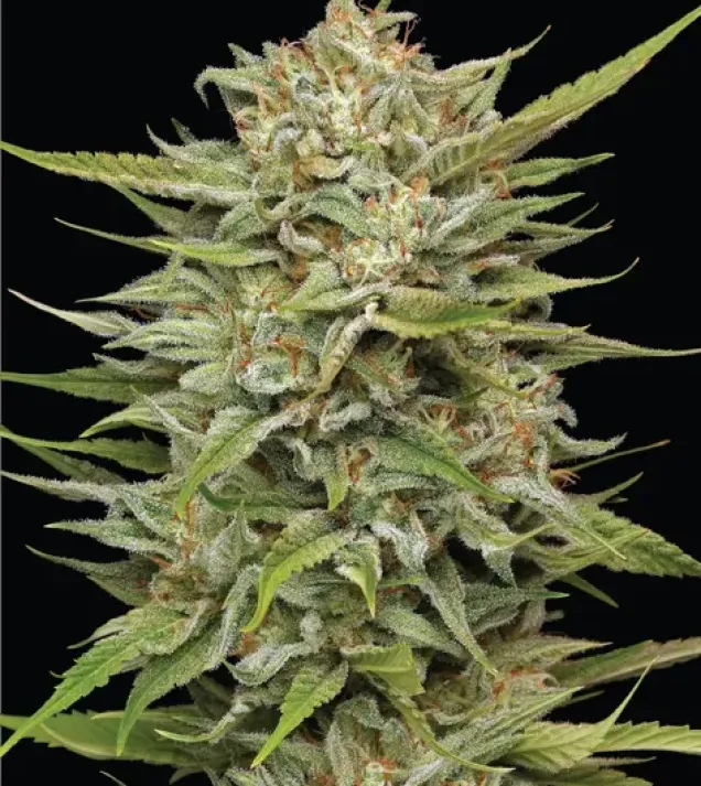 OG Kush