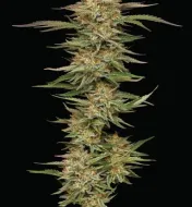 Orange Creampop