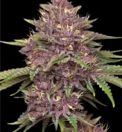 Purpz