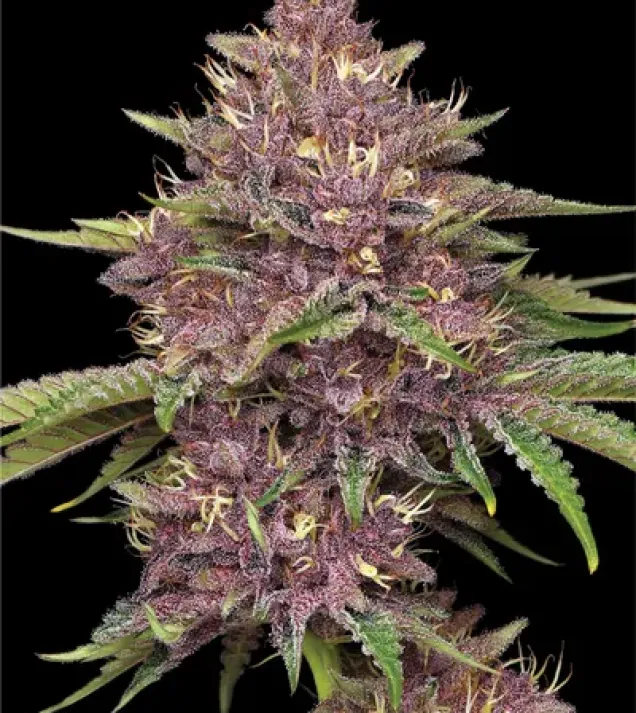 Purpz