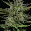 Sour Apple Auto