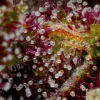 Squirt Auto