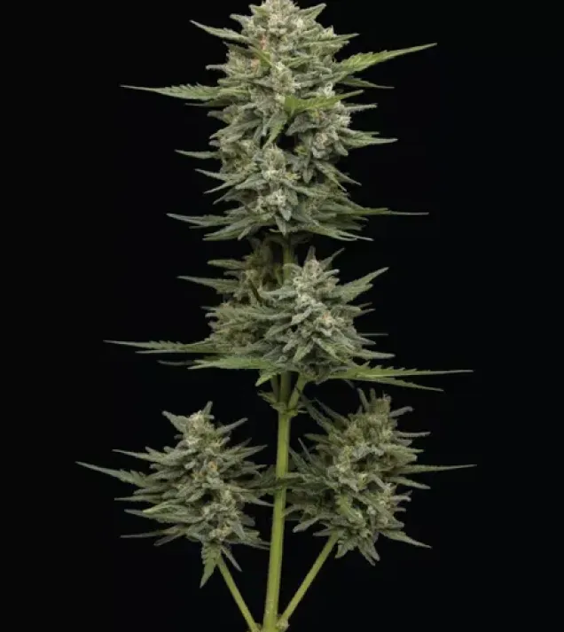 Vanilla Latte Auto