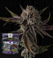 Purple Preserves