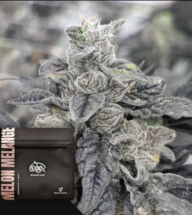 Melon Melange Regular