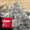 Strawberry Gummys