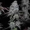 Banana Daddy IBL Auto