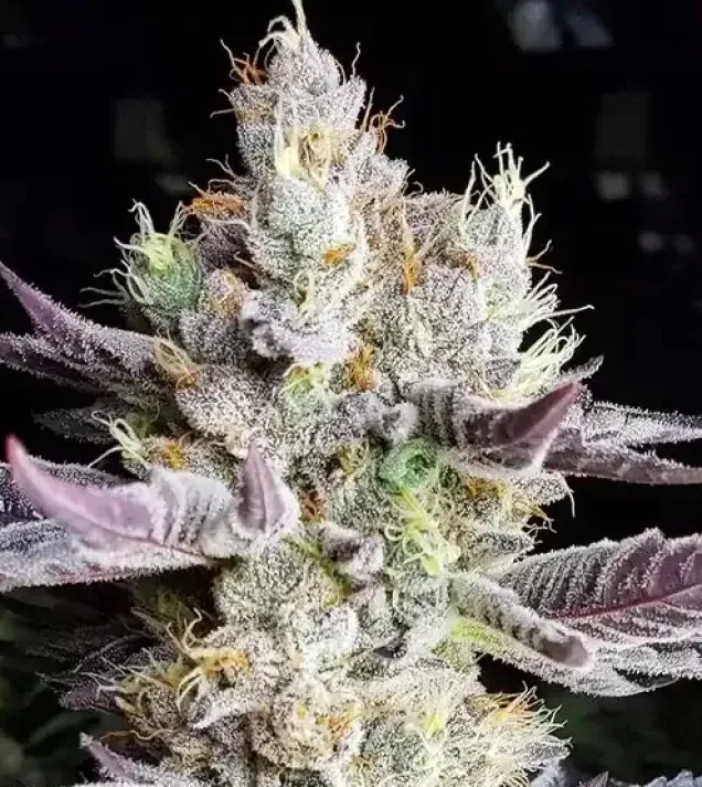 BooBerry Cookies RBX