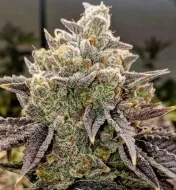 Bubble Gummy Auto