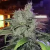 Chem Funk R1