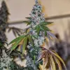 Cherry Pie OG S1