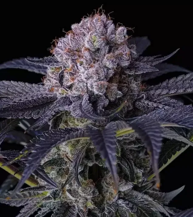 Grape Balls of Fire RBx