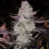 Grape Diamonds R2