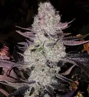 Grape Diamonds R2