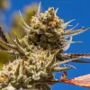 Lemon Berry Candy OG R2