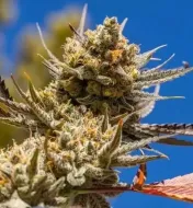 Lemon Berry Candy OG R2