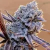 Lilac Diesel RBX2