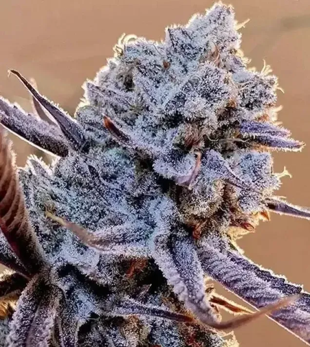 Lilac Diesel RBX2