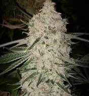 Pluto Cut RF3 Auto
