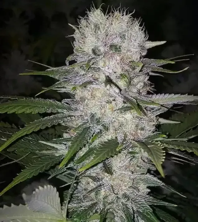 Skunk Hero RBX1