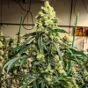 Sour G R1