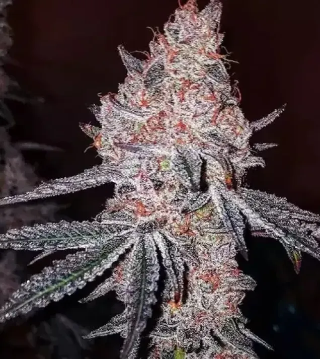 Strawberry Cookies OG R1