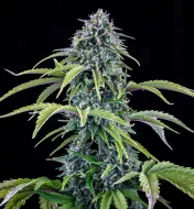 24 Carat Auto