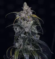 3 Bears OG Auto