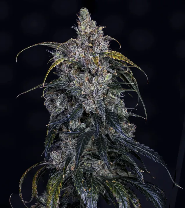 3 Bears OG Auto