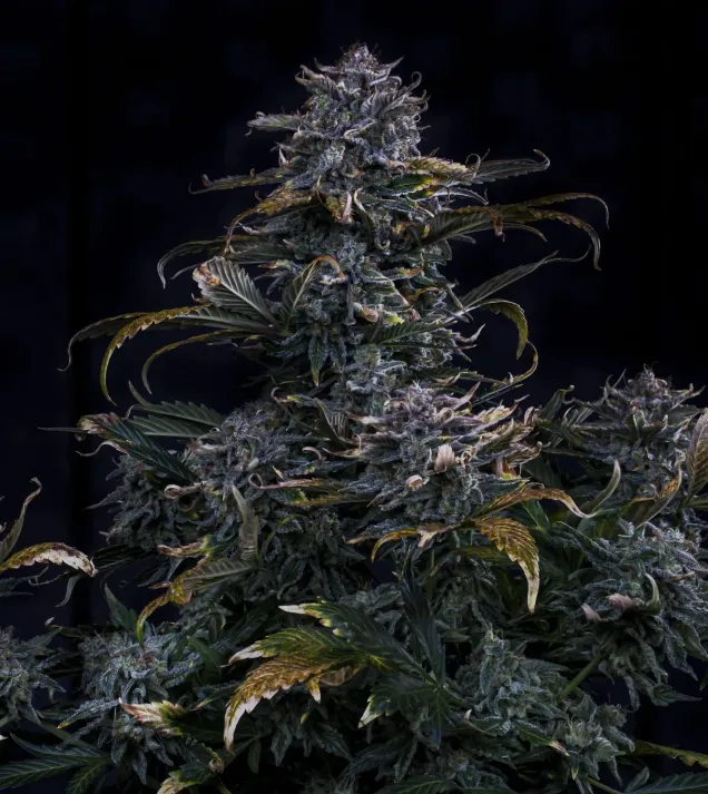 4 Assed Monkey Auto 