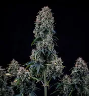 Alien Vs Triangle Auto