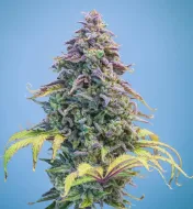 Aunt Ginny's Elixir CBD Auto
