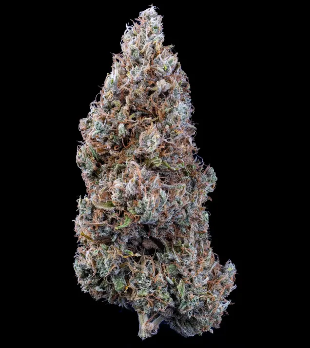 Bubbasquanch Auto