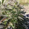 Crème Bubbly Auto