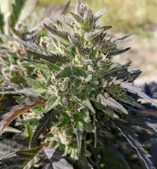 Cr&egrave;me Bubbly Auto