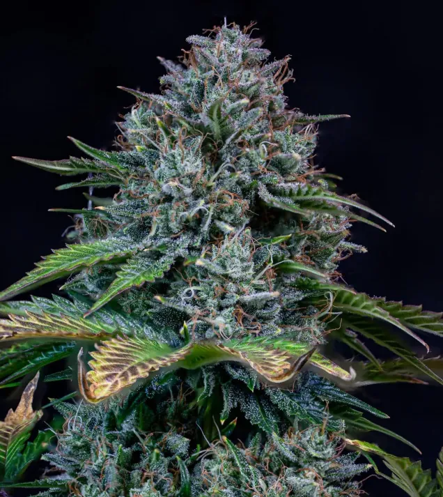 Creme de la Chem Auto