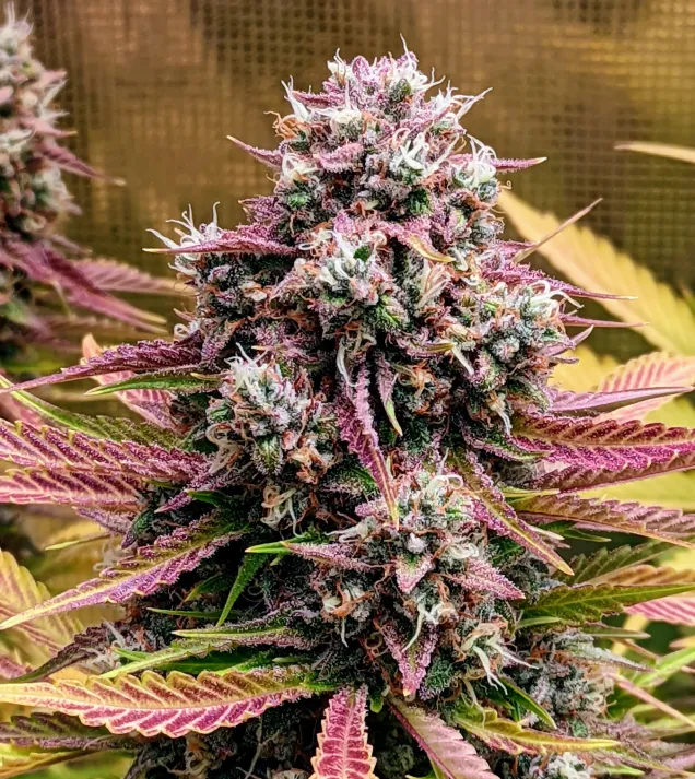 Deez Nuggs Auto