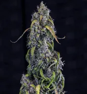 Fantasmo Express Auto