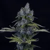 Forgotten Cookies Auto