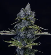 Forgotten Cookies Auto