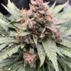 Forgotten Strawberries Auto