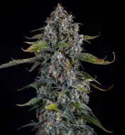 Forum Stomper Auto