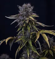 Ghost Toof Auto