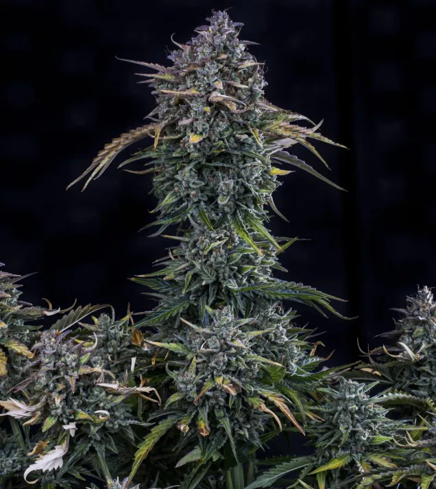 Gold Glue Auto