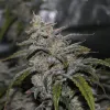 Grape Walker Kush Auto
