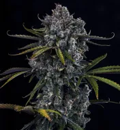 Hubbabubbahaze Auto