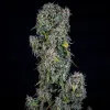 ManBearAlienPig Auto