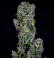 ManBearAlienPig Auto