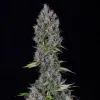 Pink Panama Auto