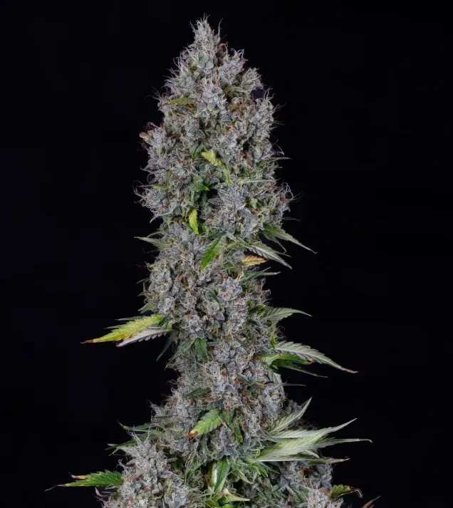 Pink Panama Auto